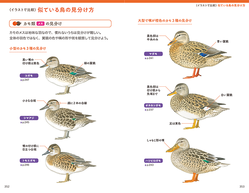 街・野山・水辺で見かける野鳥図鑑