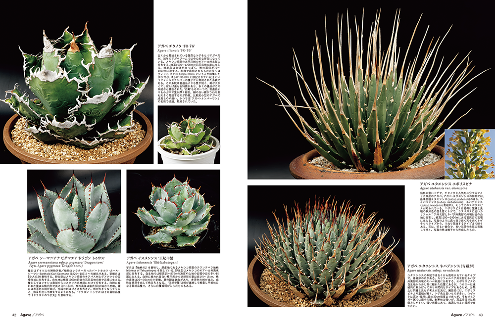 珍奇植物 ビザールプランツと生きる つくりら 美しい手工芸と暮らし 珍奇植物 ビザールプランツと生きる つくりら 美しい手工芸と暮らし