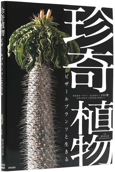 乾燥地帯の珍奇植物　ドライガーデン