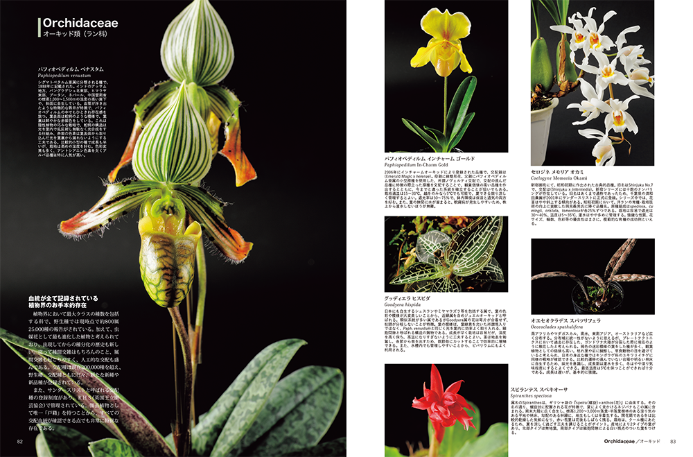 珍奇植物　ビザールプランツと生きる