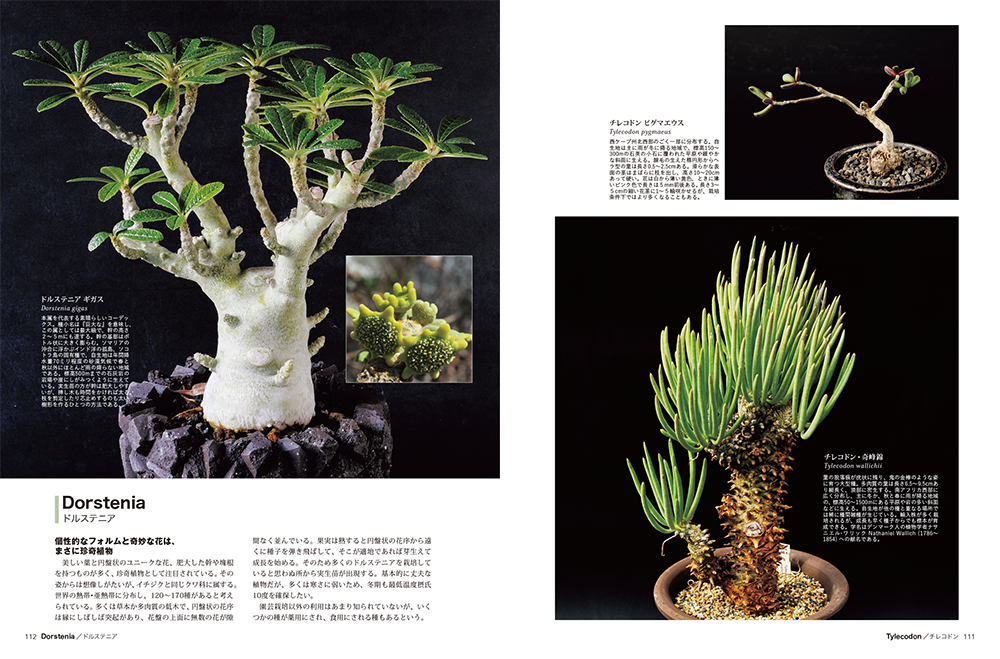 珍奇植物　ビザールプランツと生きる