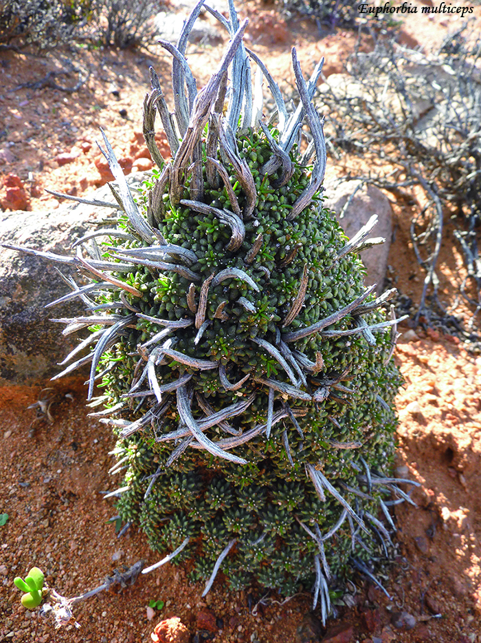 地球が生んだファンタジー 多肉植物ファンの聖地とは つくりら 美しい手工芸と暮らし