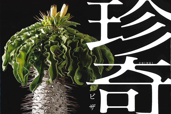 冠と日本刀　勇ましい姿のサムライ多肉植物はコレ！