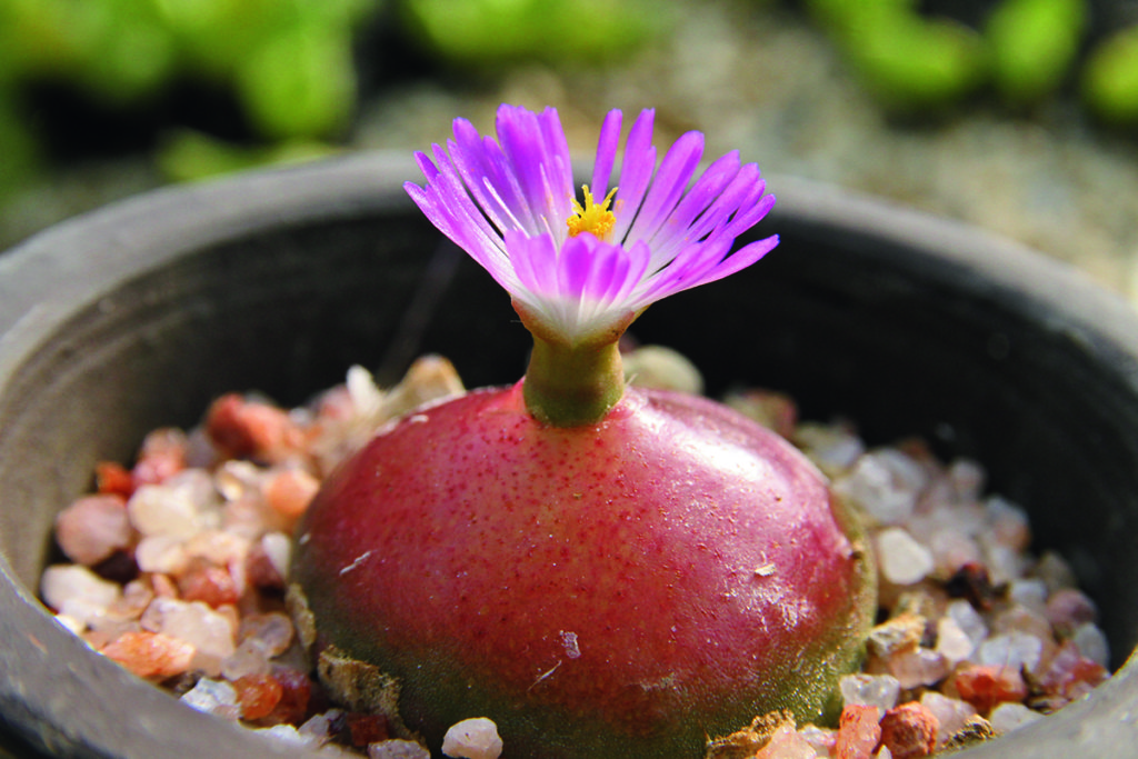 休眠したり脱皮もする植物 ゼリーのような半球ボディがかわいい つくりら 美しい手工芸と暮らし