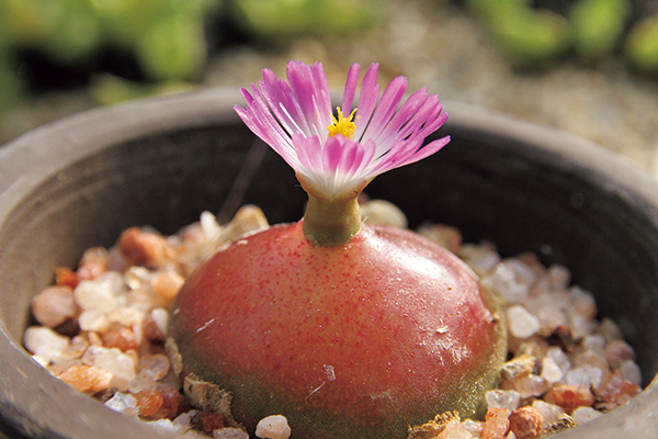 休眠したり脱皮もする植物？　ゼリーのような半球ボディがかわいい