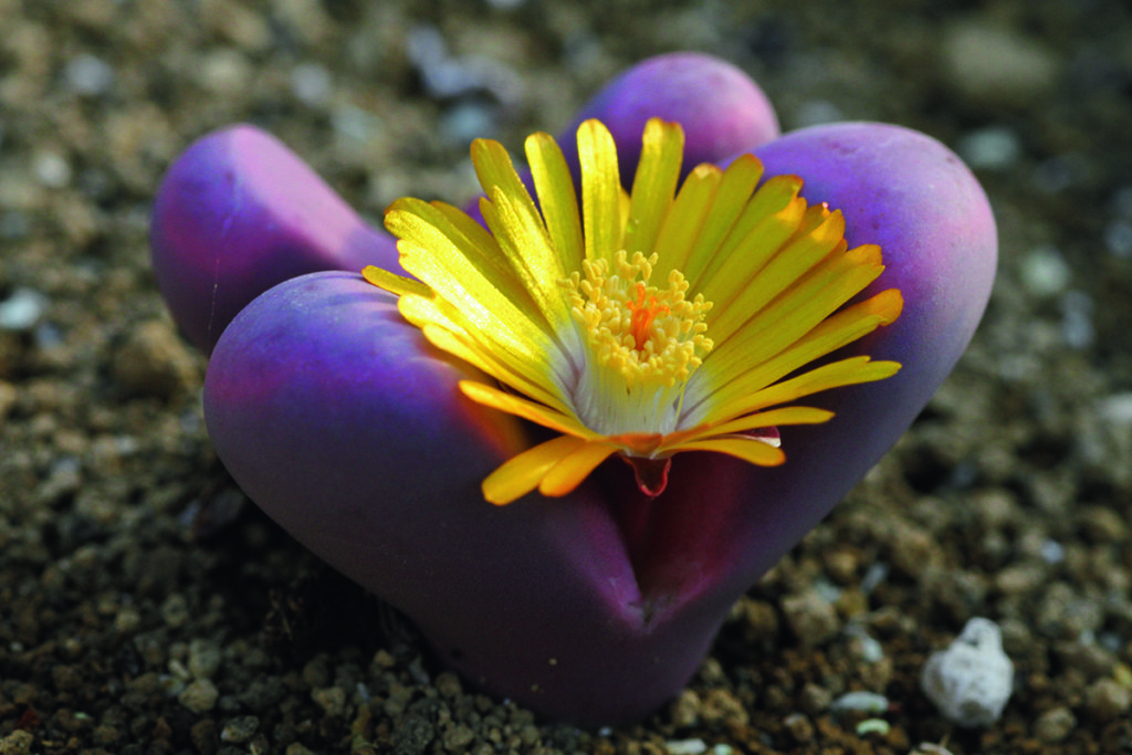 生きる宝石 として愛される 巨峰のような珍奇植物とは つくりら 美しい手工芸と暮らし