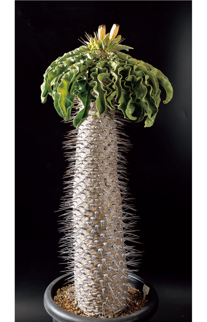 最大5ｍにも達する珍奇な 塊根植物 の最高傑作とは つくりら 美しい手工芸と暮らし