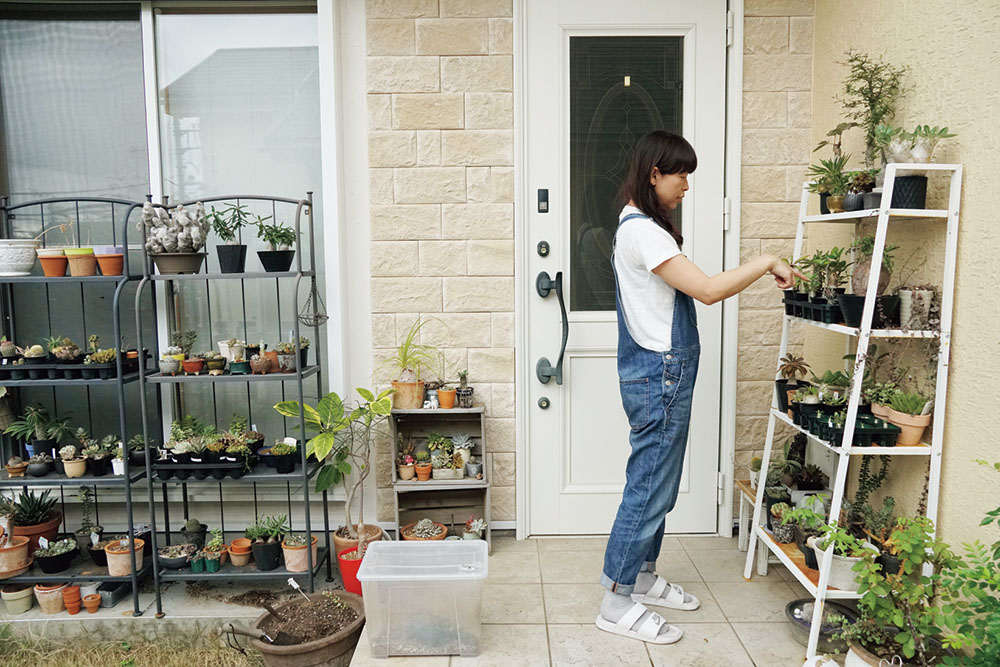 ソテツからはじまった多肉植物との暮らし 珍奇植物lifeより つくりら 美しい手工芸と暮らし