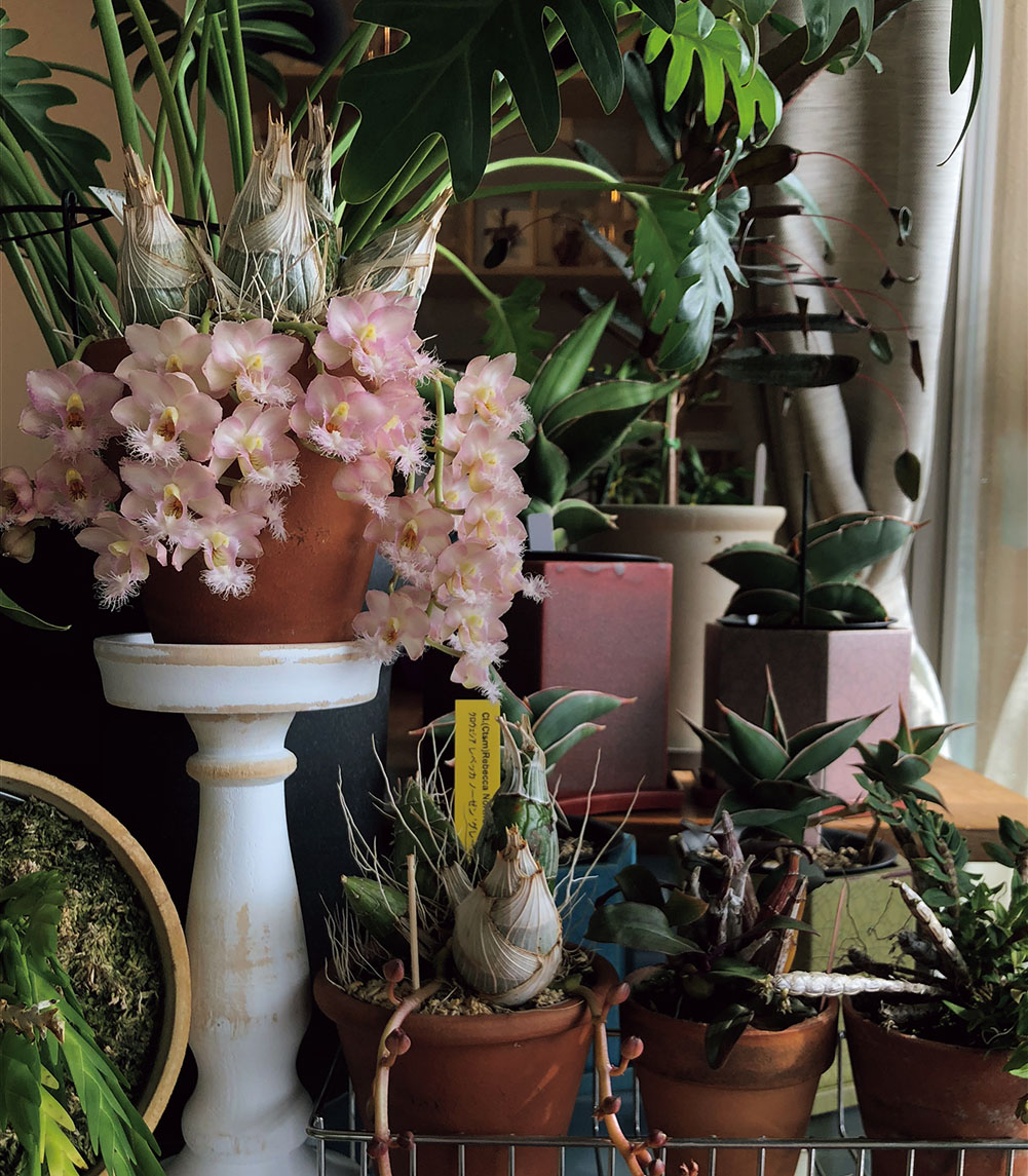 ベランダと部屋でランを育てる 珍奇植物lifeより つくりら 美しい手工芸と暮らし