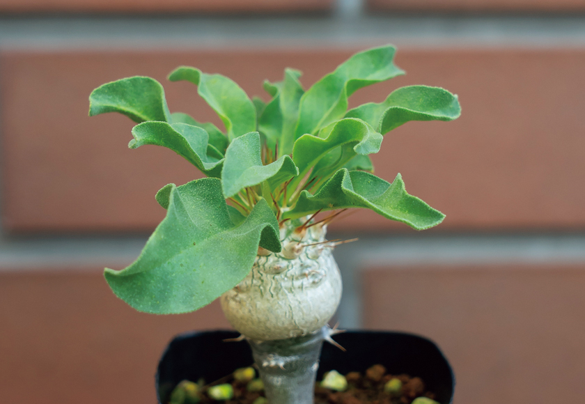 花を待ちながら パキポディウムの接ぎ木を楽しむ生活とは つくりら 美しい手工芸と暮らし 花を待ちながら パキポディウムの接ぎ木を楽しむ生活とは つくりら 美しい手工芸と暮らし