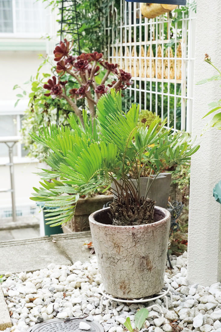 ソテツからはじまった多肉植物との暮らし 珍奇植物lifeより つくりら 美しい手工芸と暮らし