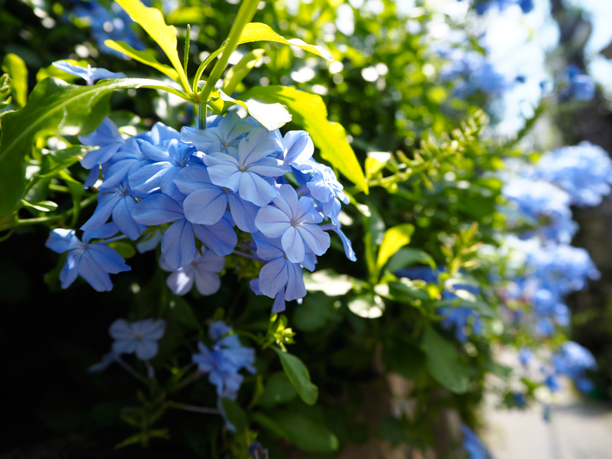 植物刺繍と季節のお話 第5話（前編）| 青い花の数字サンプラー｜「つくりら」美しい手工芸と暮らし