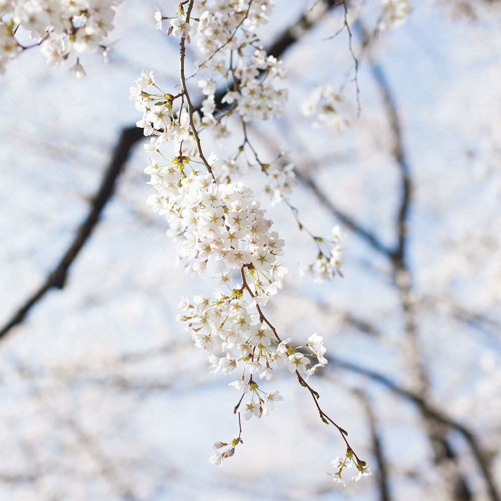 ソメイヨシノ、桜、春分『二十四節気　暦のレシピ』