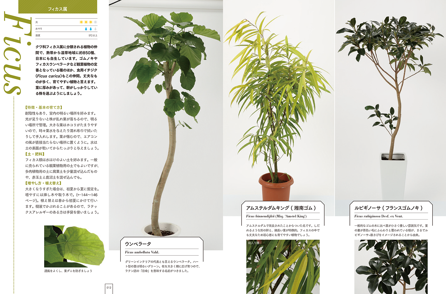 観葉植物図鑑