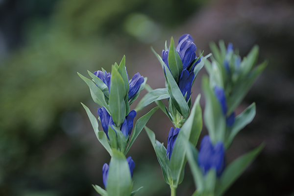 秋の野山に凜として咲く青紫のリンドウは日本的情緒あふれる花｜秋分