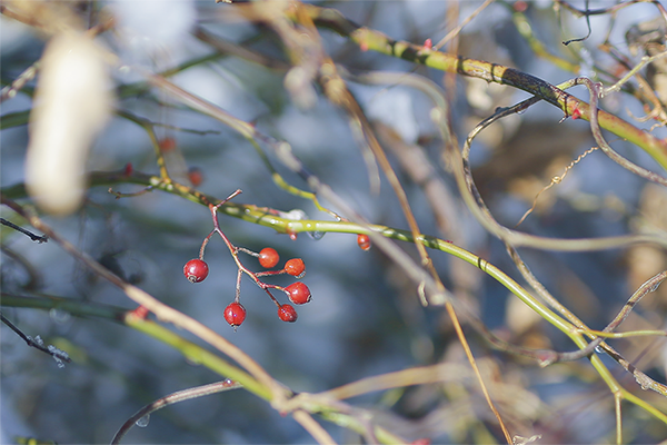 小さな赤い実を豊かに実らせる野バラは晩秋を象徴する植物｜霜降