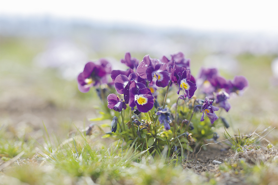 パンジーにビオラ 色とりどりの花びらがひと足先に春を連れてくる 大寒 つくりら 美しい手工芸と暮らし