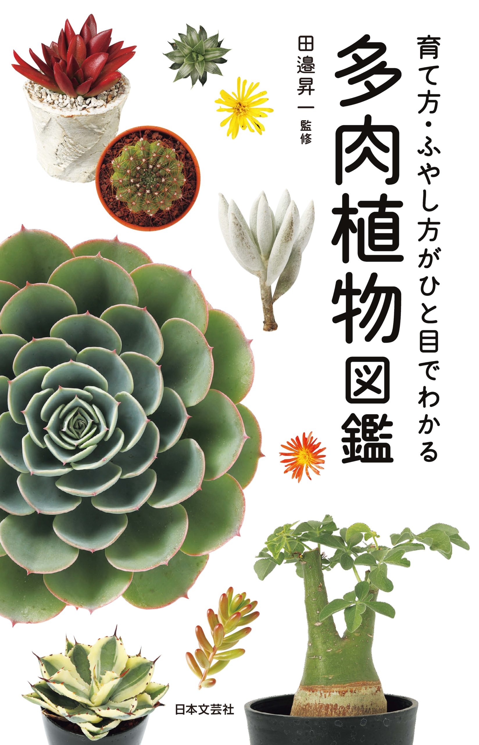 多肉植物図鑑|「つくりら」美しい手工芸と暮らし