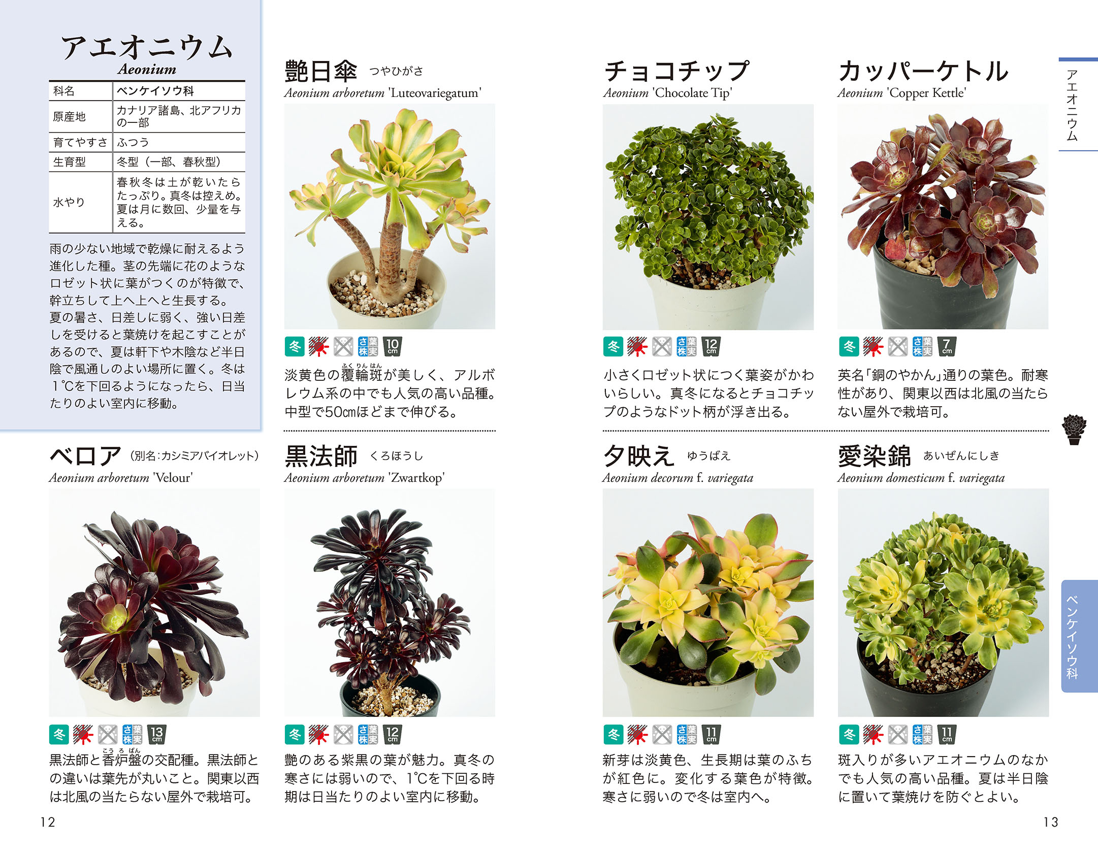 多肉植物アエオニウム❤️魅金のバラ ❤ 状態図