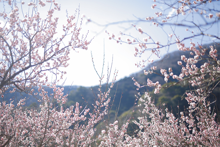 透き通るような甘い香りで春の訪れを告げる梅の花｜立春 『二十四節気　暦のレシピ』