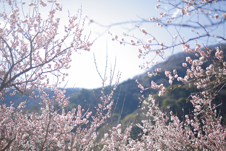 透き通るような甘い香りで春の訪れを告げる梅の花 立春 二十四節気 暦のレシピ つくりら 美しい手工芸と暮らし