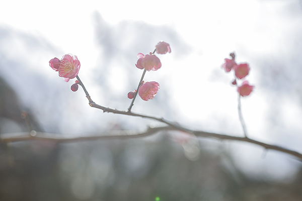 透き通るような甘い香りで春の訪れを告げる梅の花｜立春 『二十四節気　暦のレシピ』