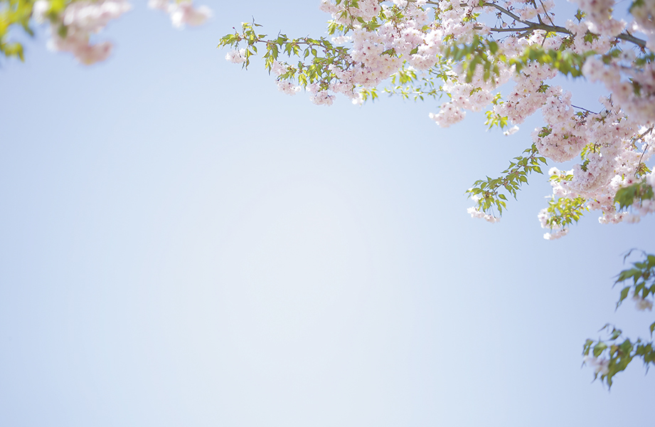 桜、春分『二十四節気　暦のレシピ』