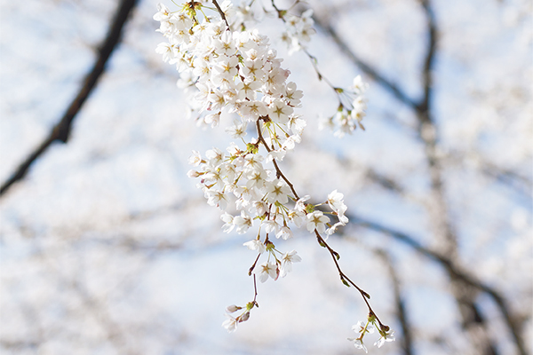 一斉に咲き誇り、散る。代表的な園芸種ソメイヨシノは日本人を魅了する花｜春分 『二十四節気　暦のレシピ』