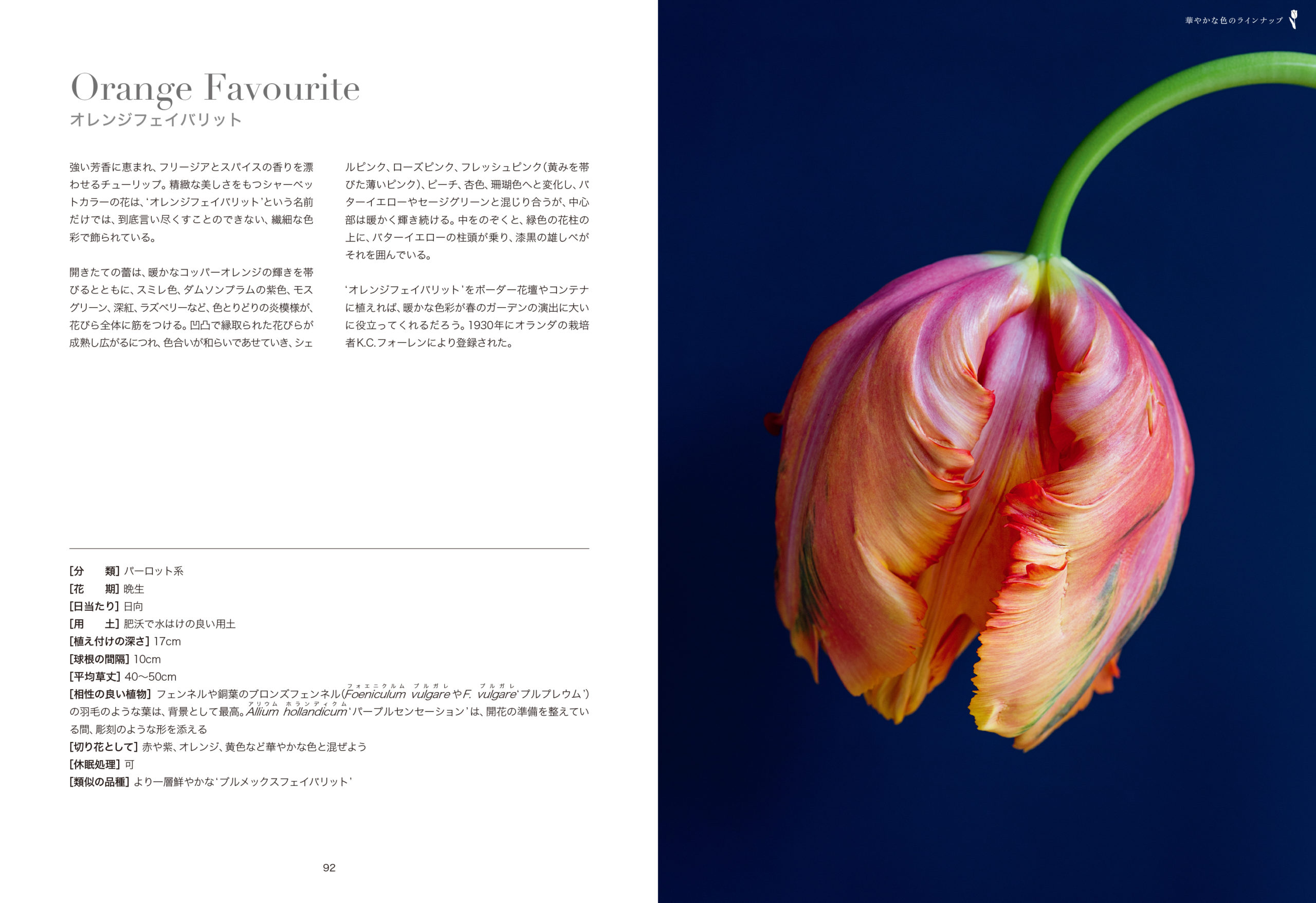 世界の華麗なチューリップ銘鑑 TULIPS