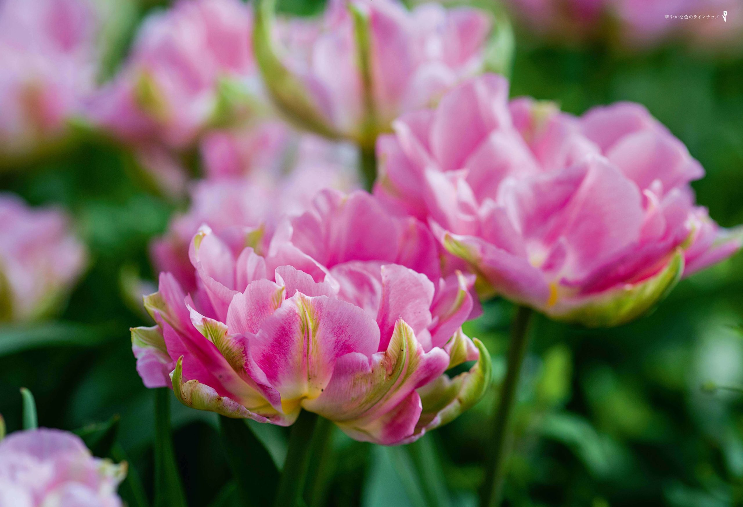 世界の華麗なチューリップ銘鑑 TULIPS