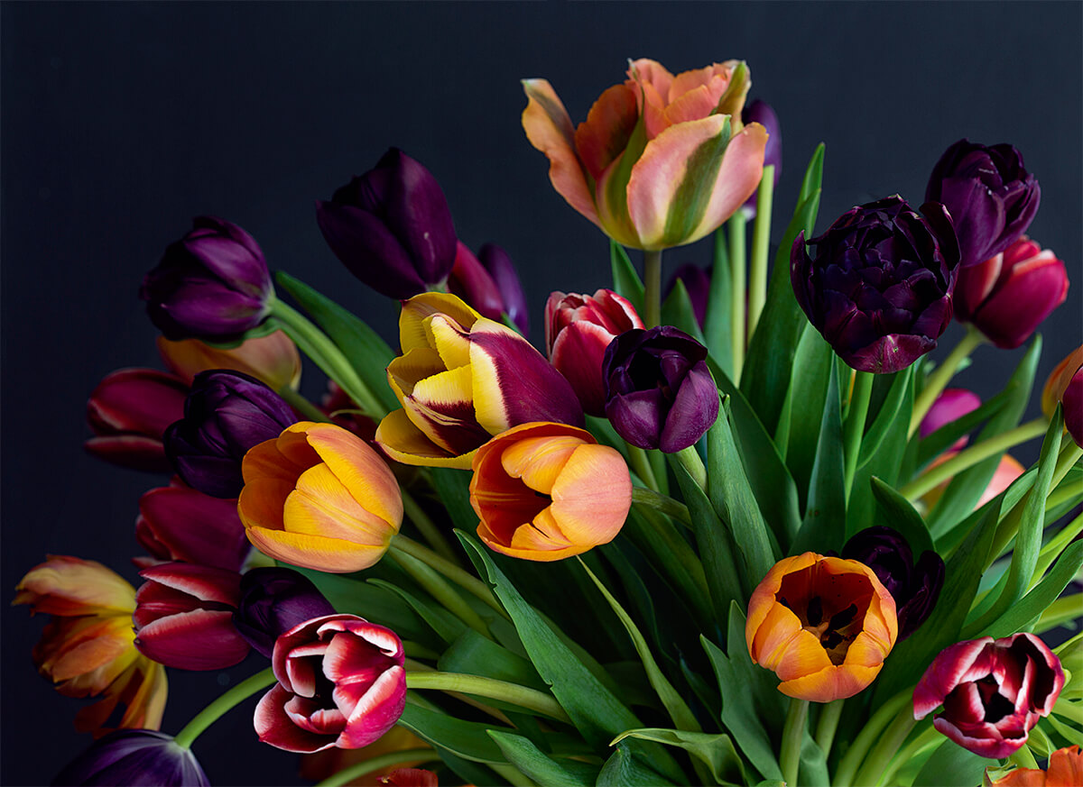『世界の華麗なチューリップ銘鑑 TULIPS』書籍刊行のご案内と…