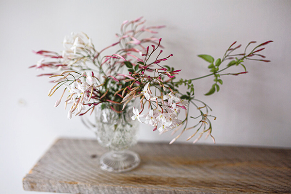 ピンクの蕾と白い花のコントラストが美しいジャスミン｜夏至『二十四節気　暦のレシピ』
