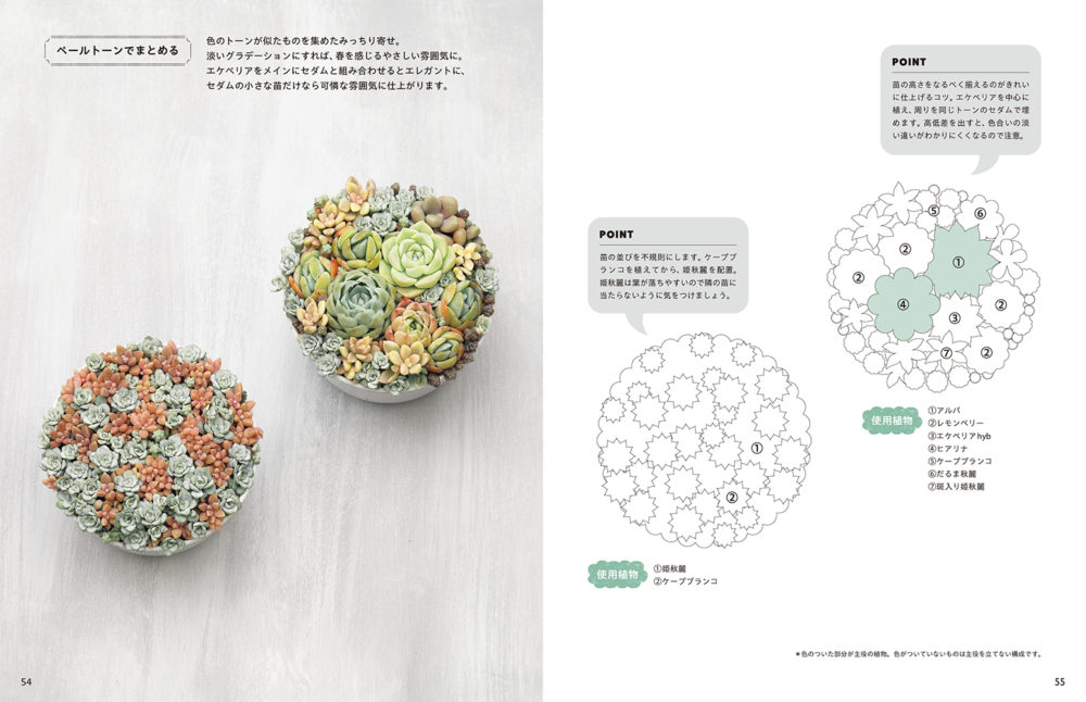 多肉植物のみっちり寄せ植え