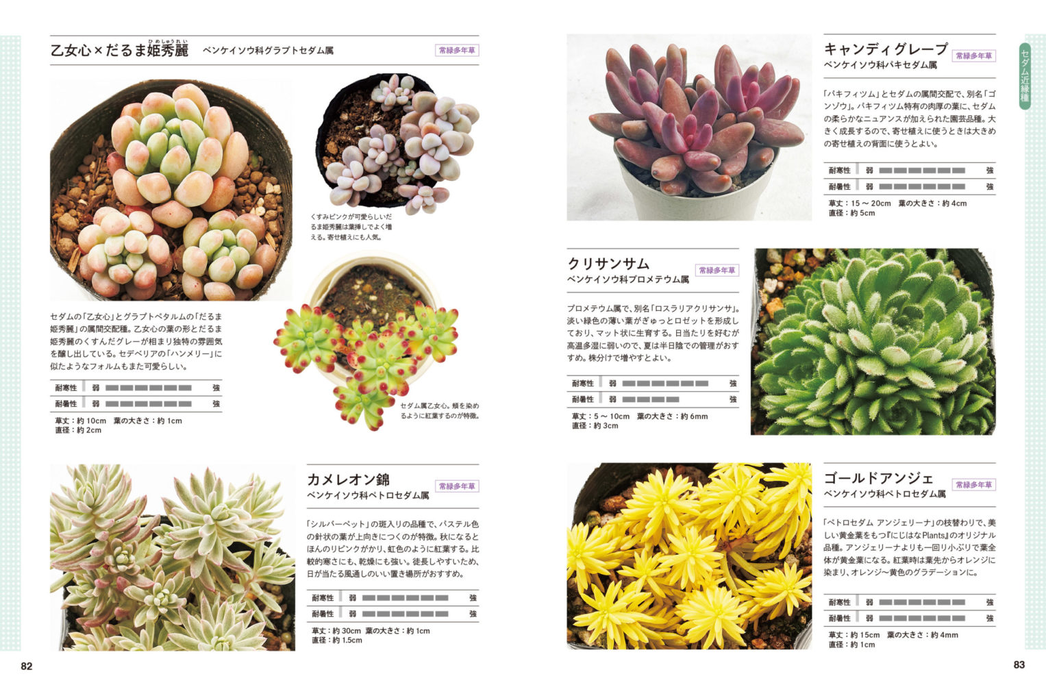 宝石みたいな多肉植物 セダム図鑑