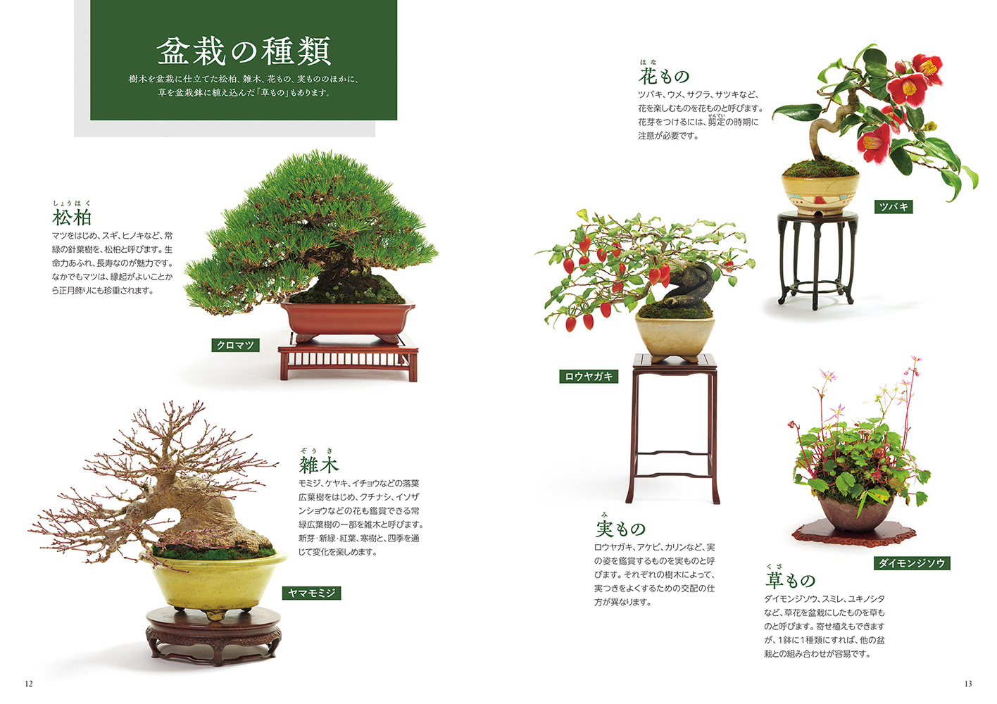 育て方がよくわかる盆栽図鑑