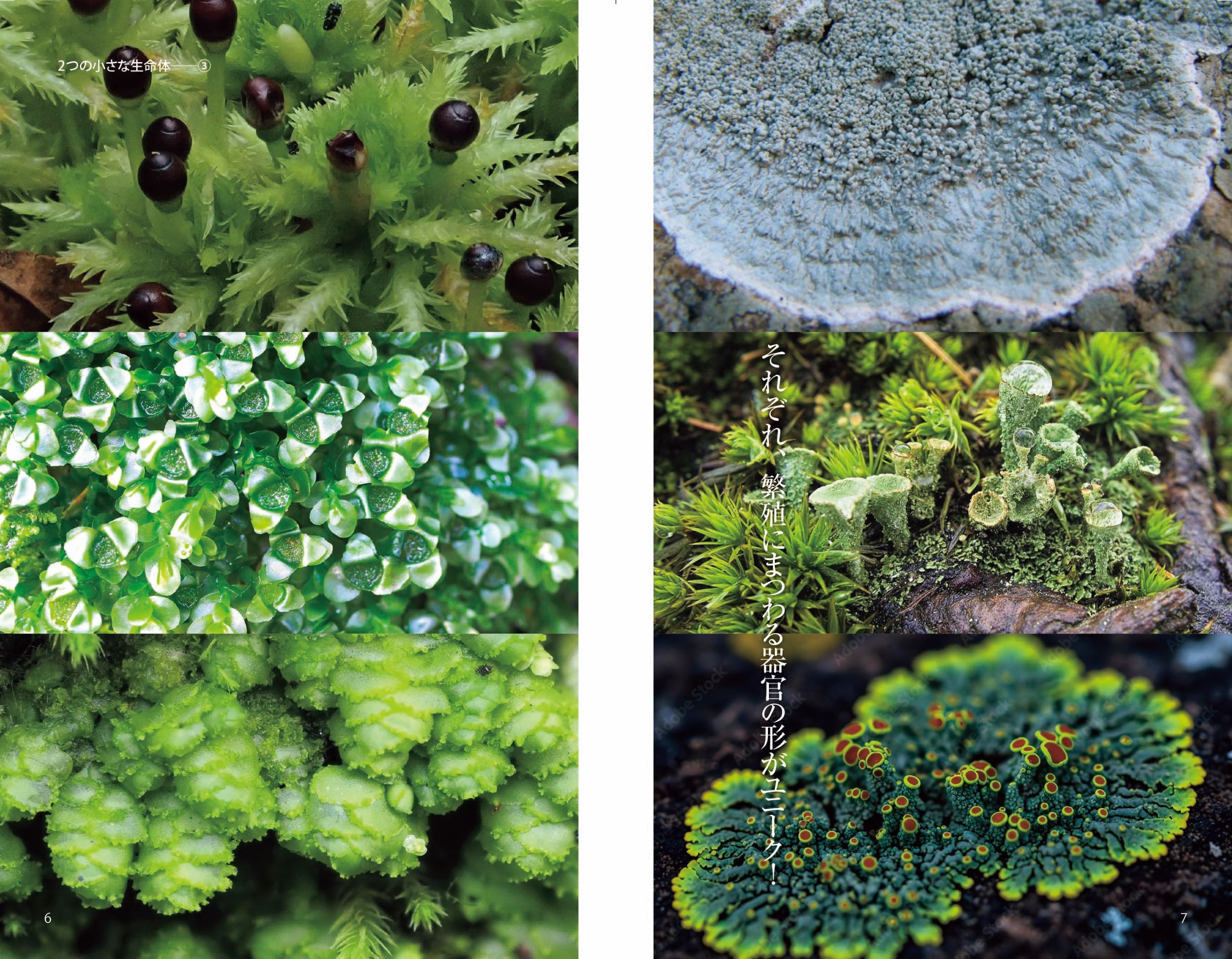 苔・地衣類図鑑
