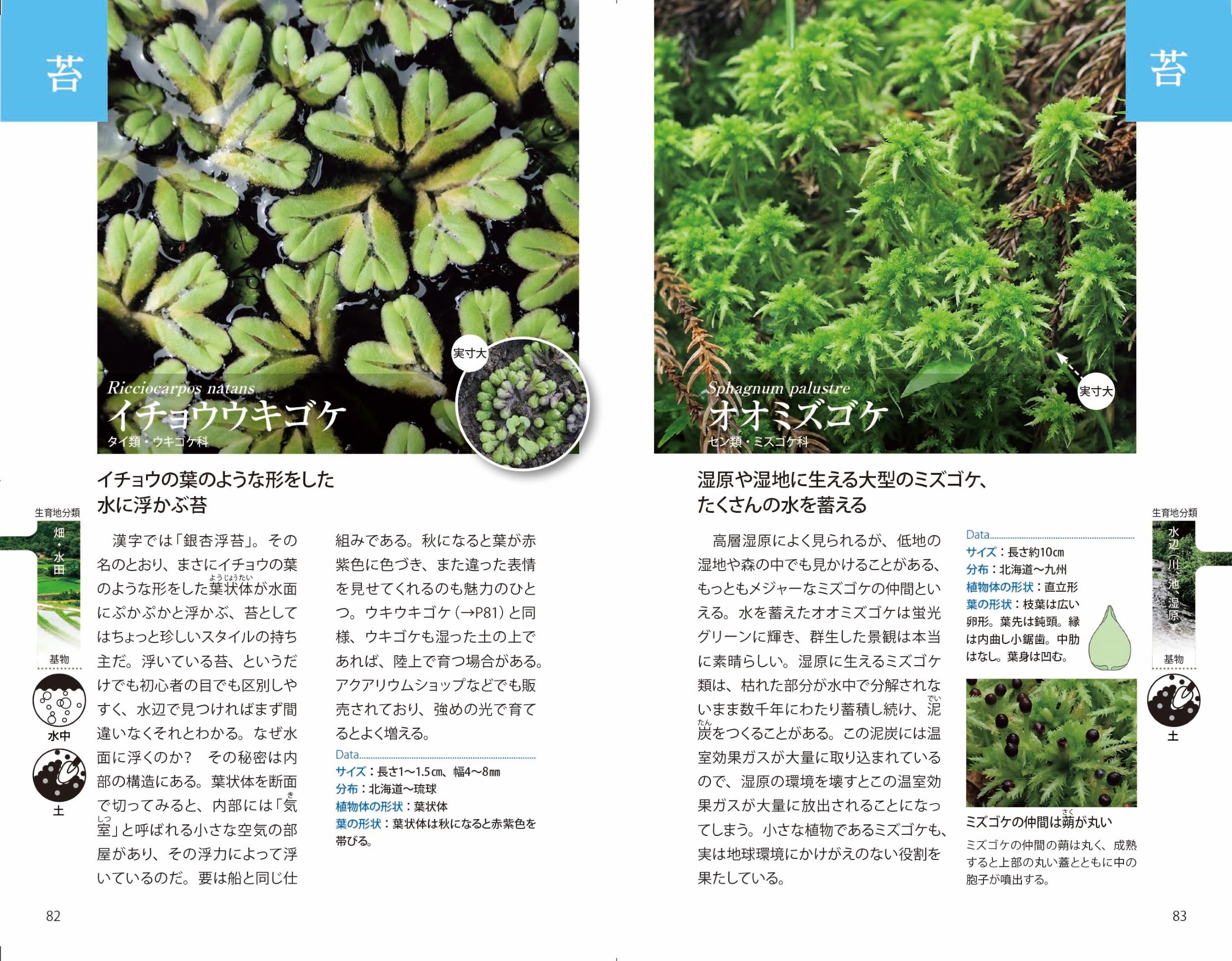 苔・地衣類図鑑