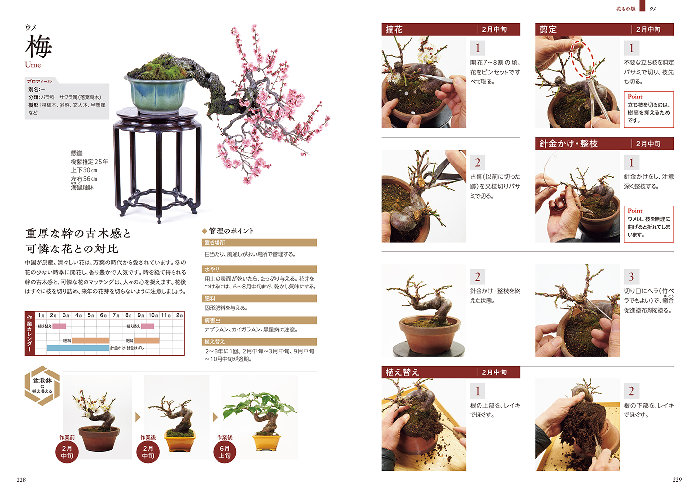 育て方がよくわかる盆栽図鑑